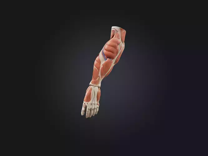 Brachioradialis Muscle Model