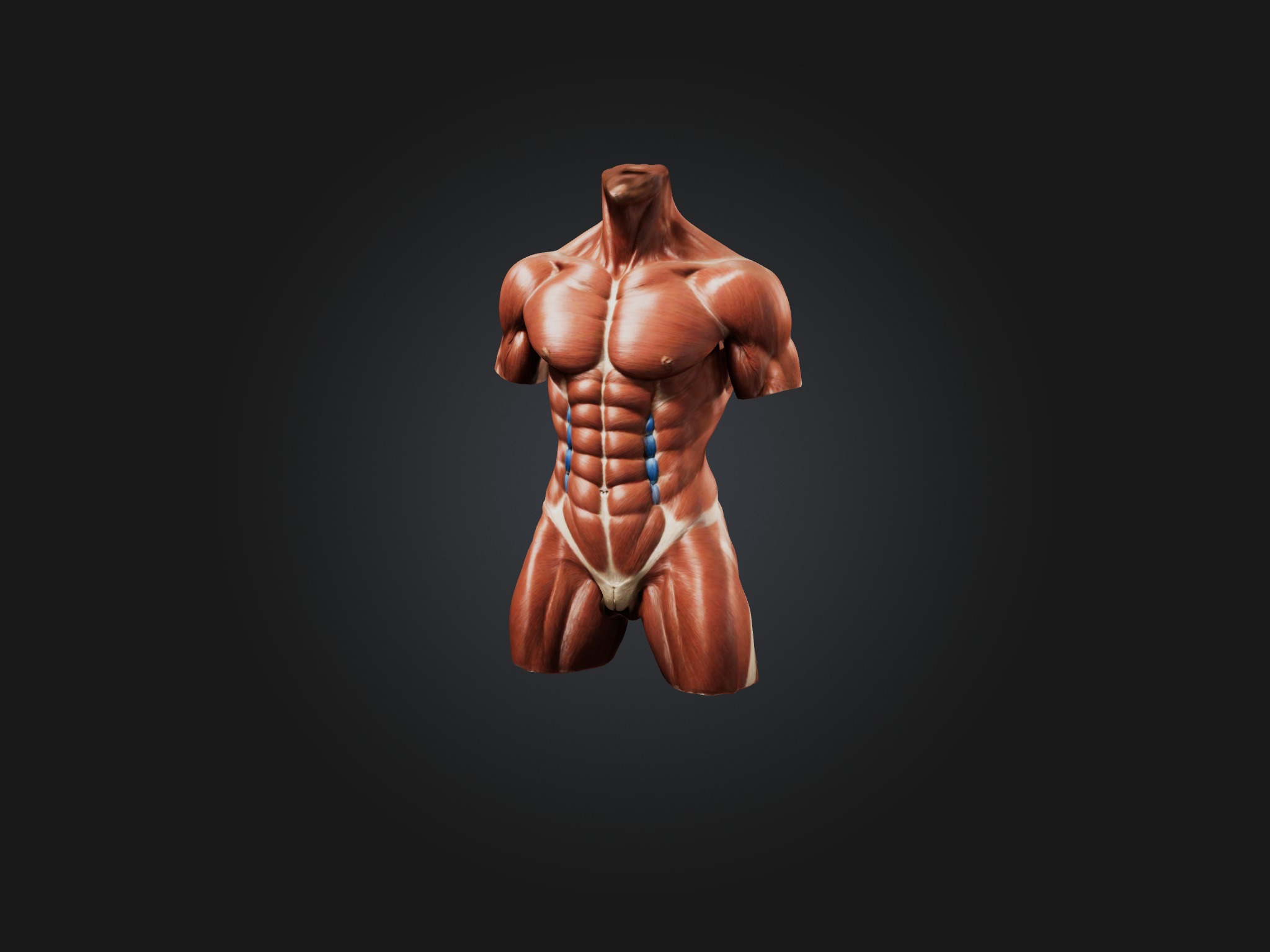 Rectus Abdominis Muscle Mode 3D model_1