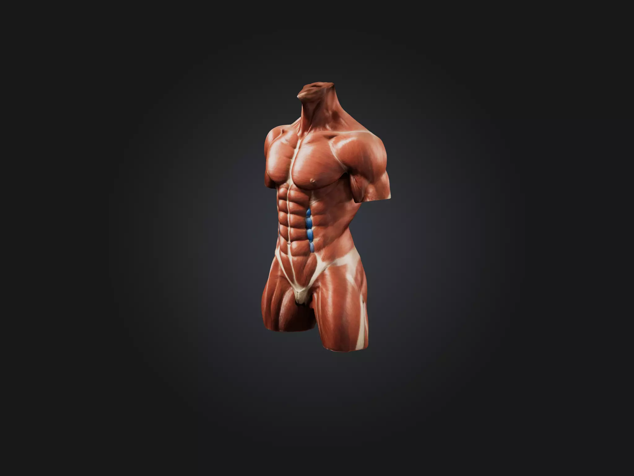 Rectus Abdominis Muscle Mode 3D model_0