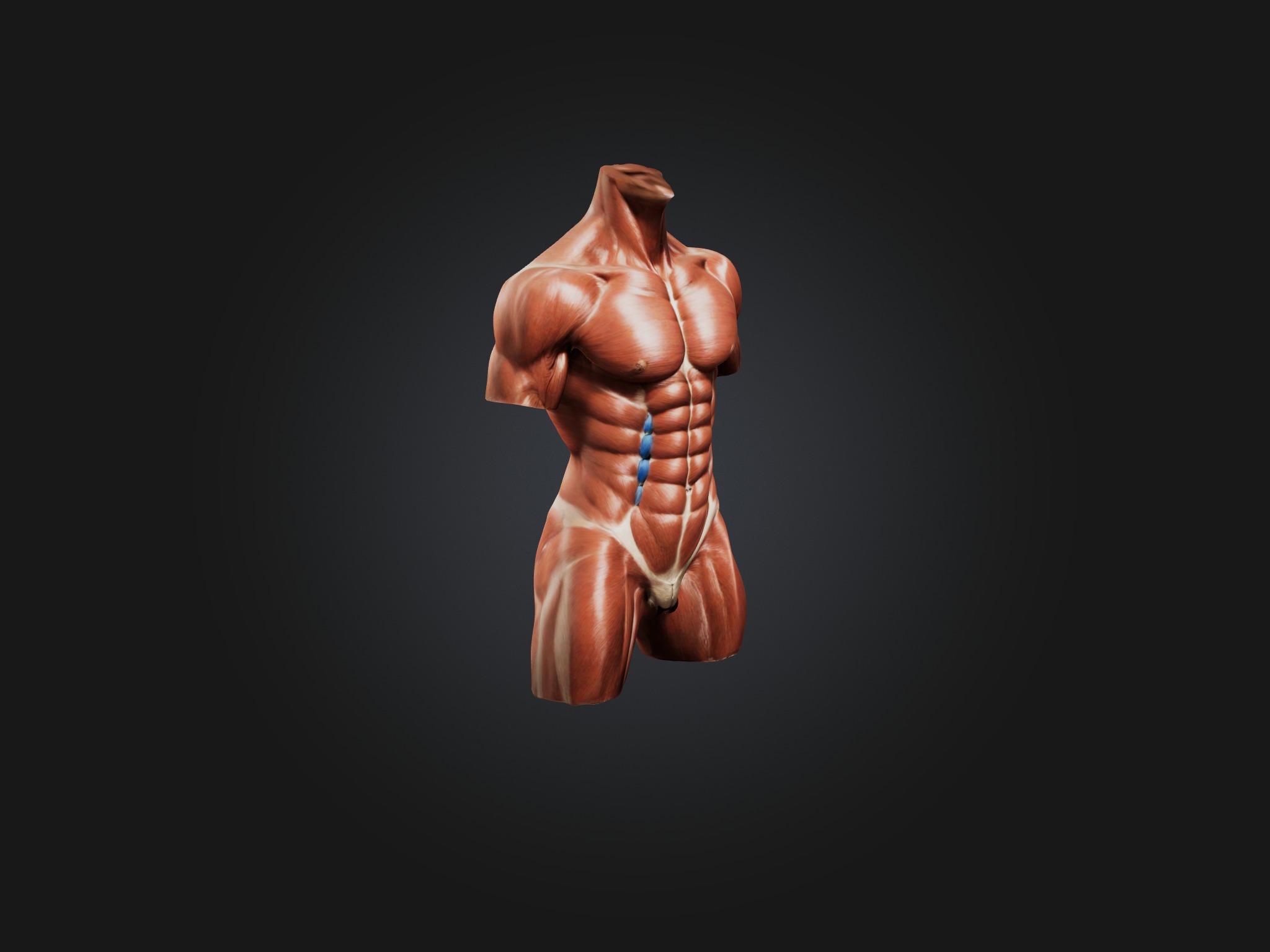 Rectus Abdominis Muscle Mode 3D model_6