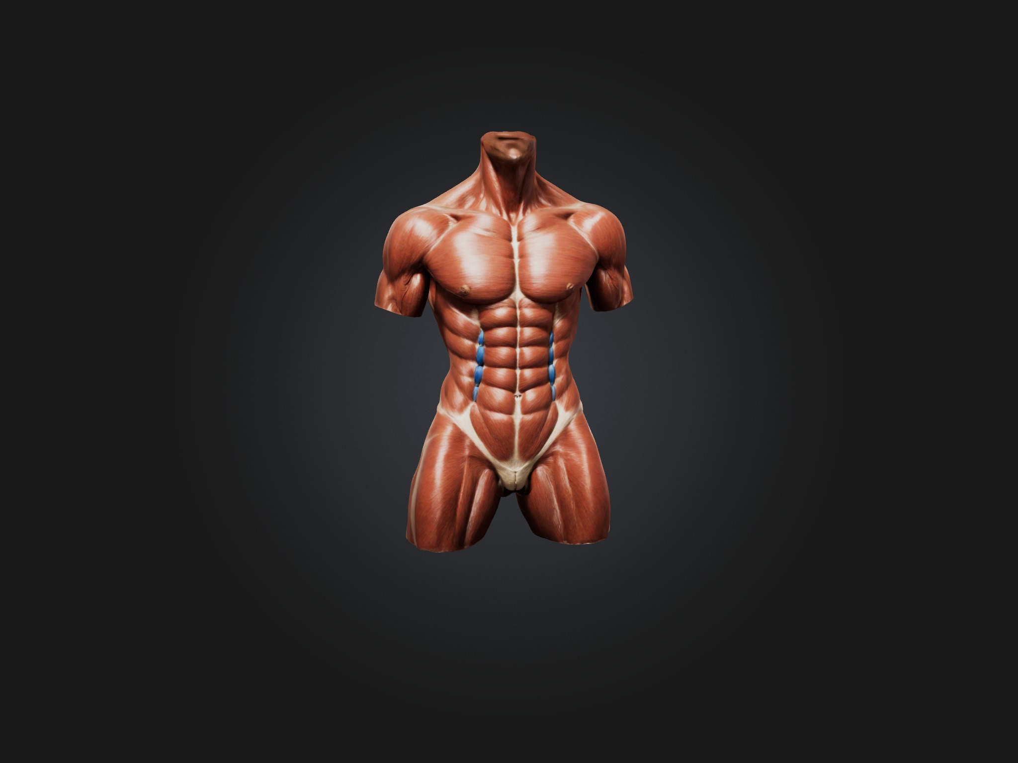 Rectus Abdominis Muscle Mode 3D model_4