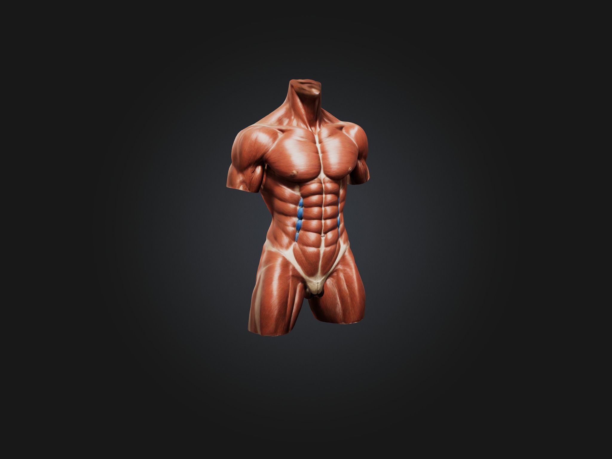 Rectus Abdominis Muscle Mode 3D model_5