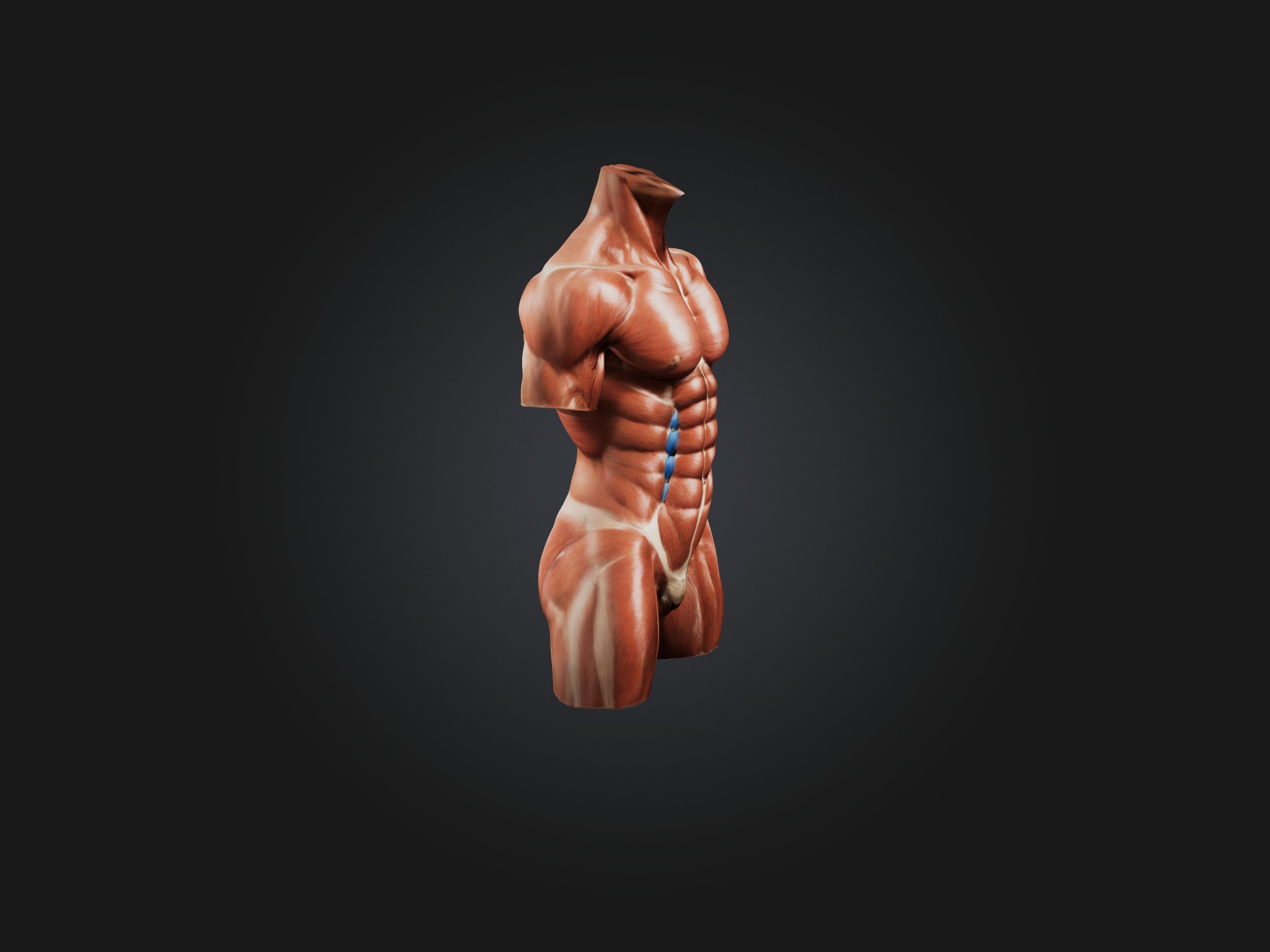 Rectus Abdominis Muscle Mode 3D model_7