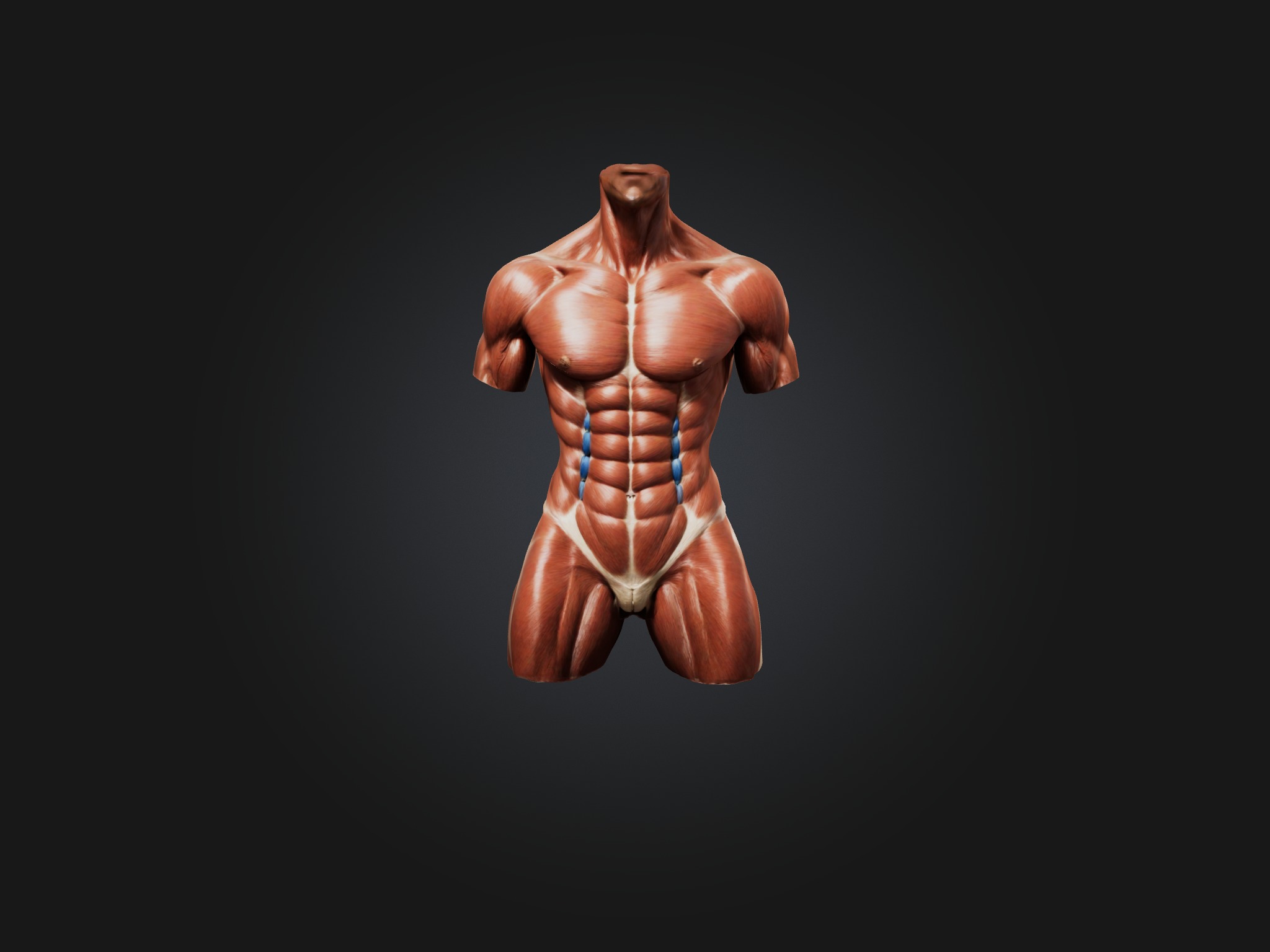 Rectus Abdominis Muscle Mode 3D model_2
