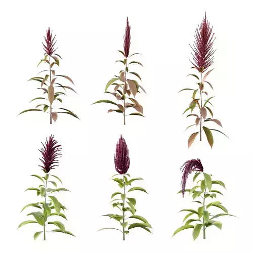Set of Plant Princes Feather05 Amaranthus hypochondriacus