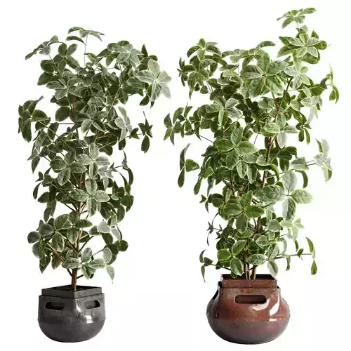 Ficus Benjamina - Ficus elastica in a Old Dirty indoor plant 561