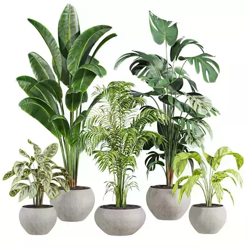 Plants Set