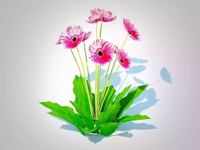 Plant   Gerbera - Gerbera Daisy Pink Flower