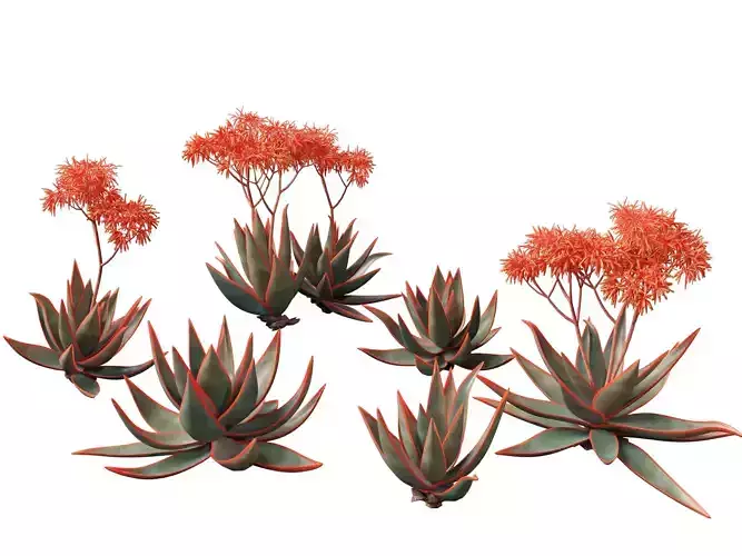 HighpolyLow Poly - Aloe striata -  coral aloe