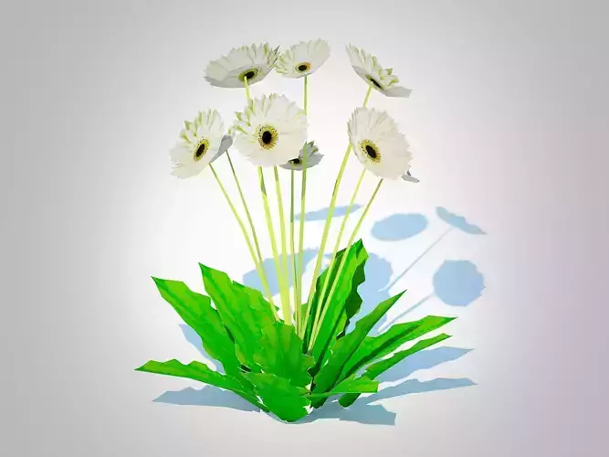 Plant  Gerbera - Gerbera Daisy  White  Flower 