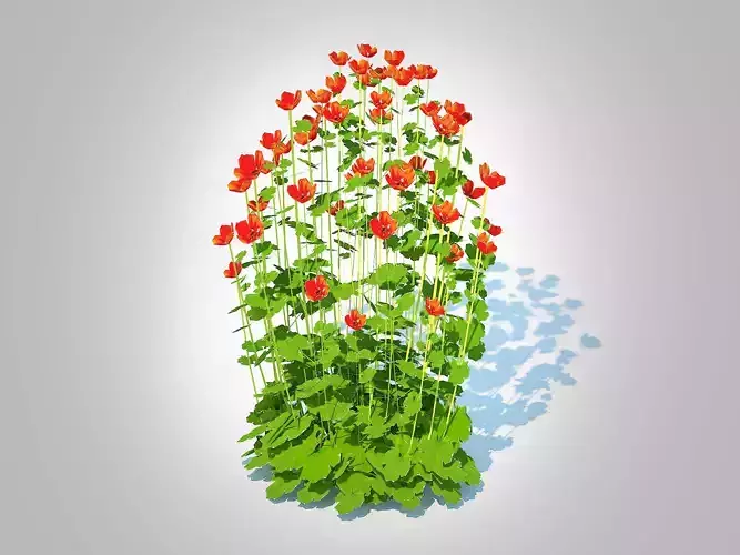 Plant    Geum  Sunkist Lime Geum 