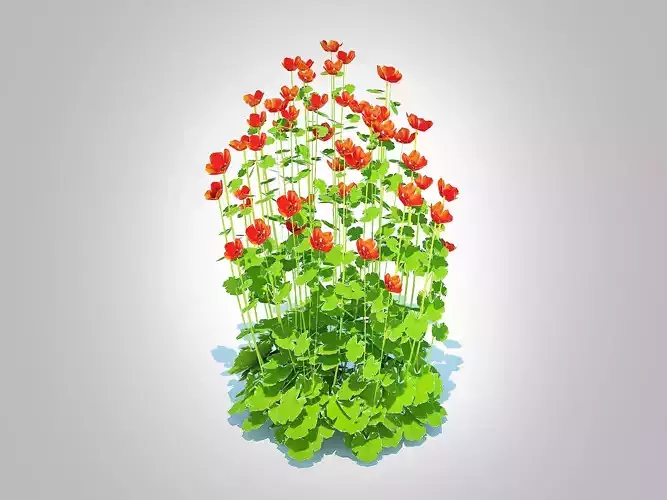 Plant  Geum -Totally Tangerine