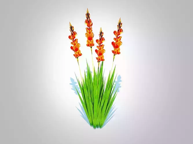 Plant  Gladiolus x hortulanus