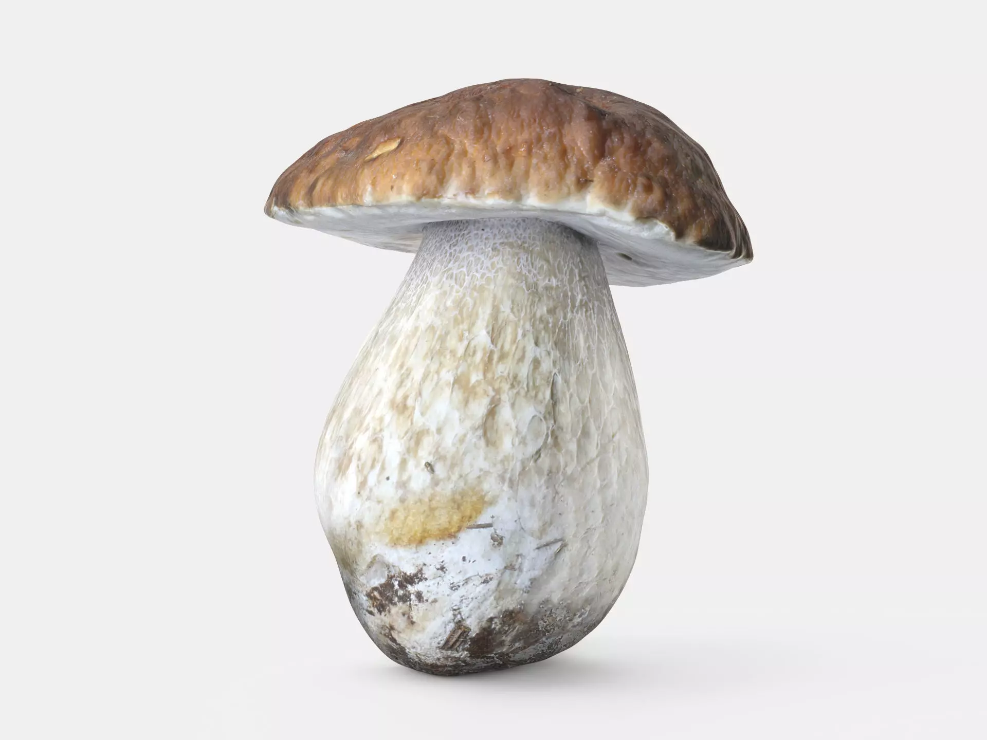 Boletus Edulis 02 Low-poly 3D model_0