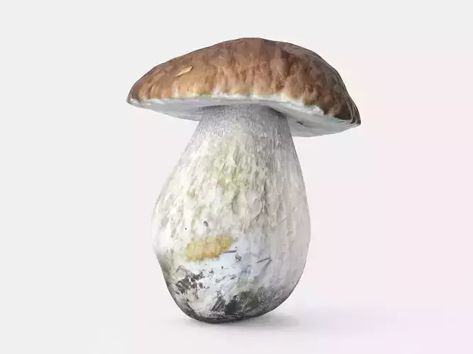 Boletus Edulis 02