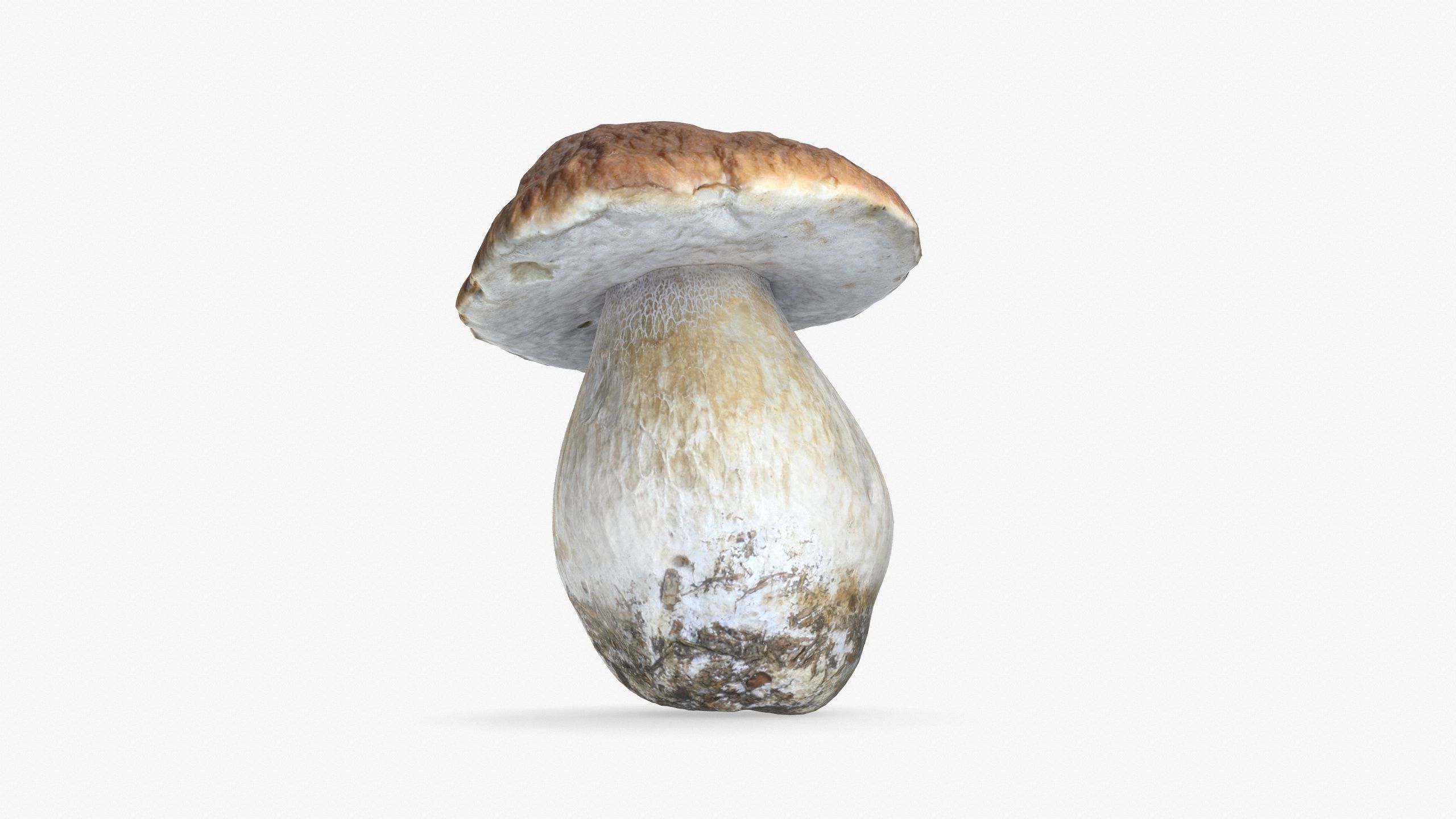 Boletus Edulis 02 Low-poly 3D model_2