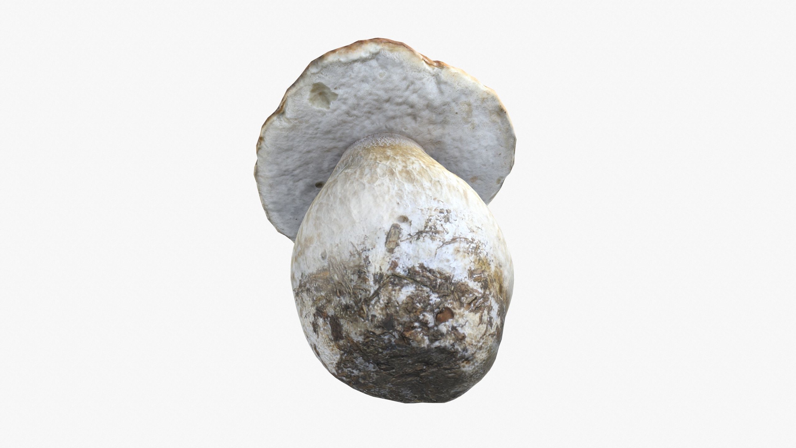Boletus Edulis 02 Low-poly 3D model_3