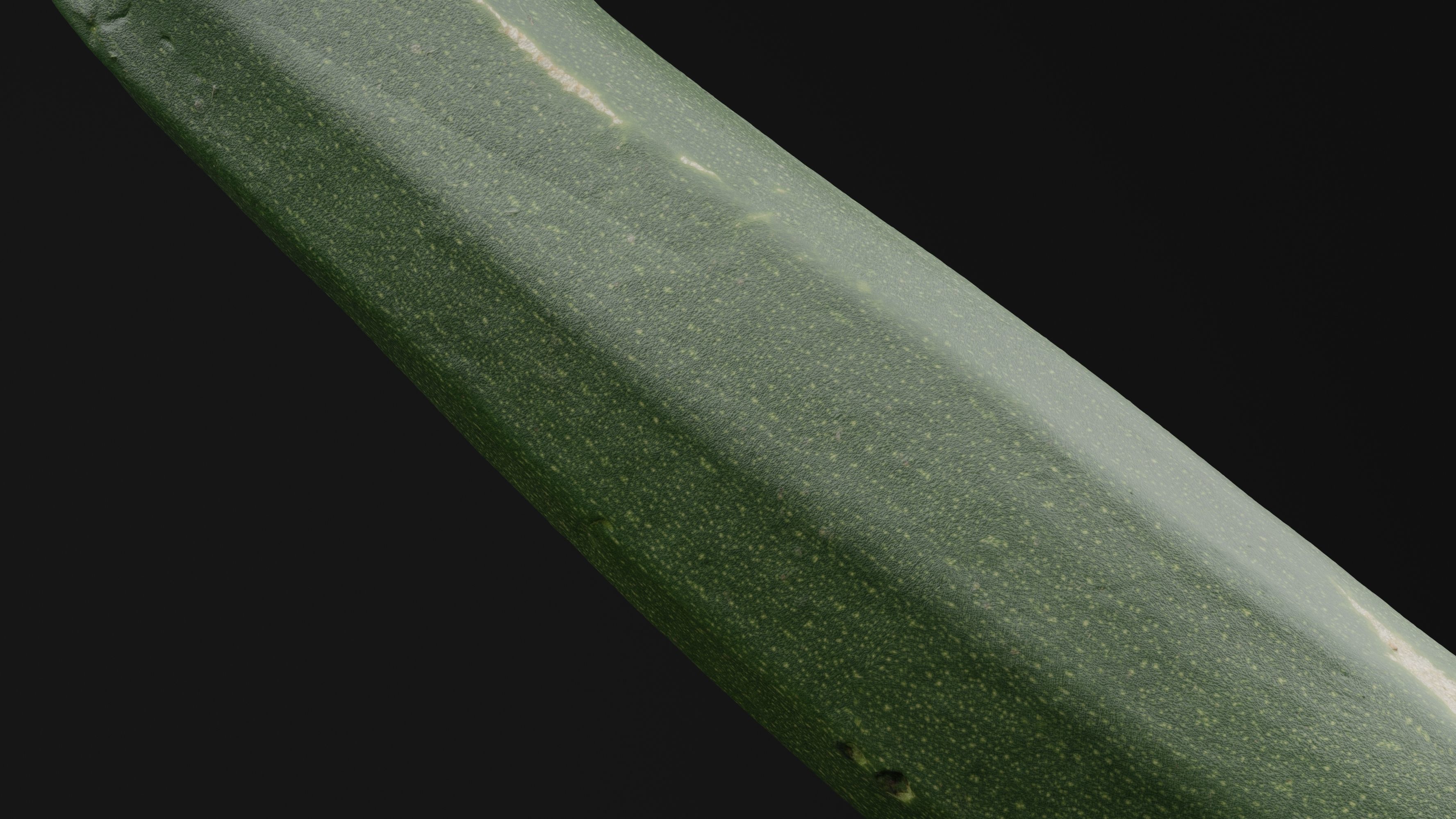Courgette 2 3D model_3