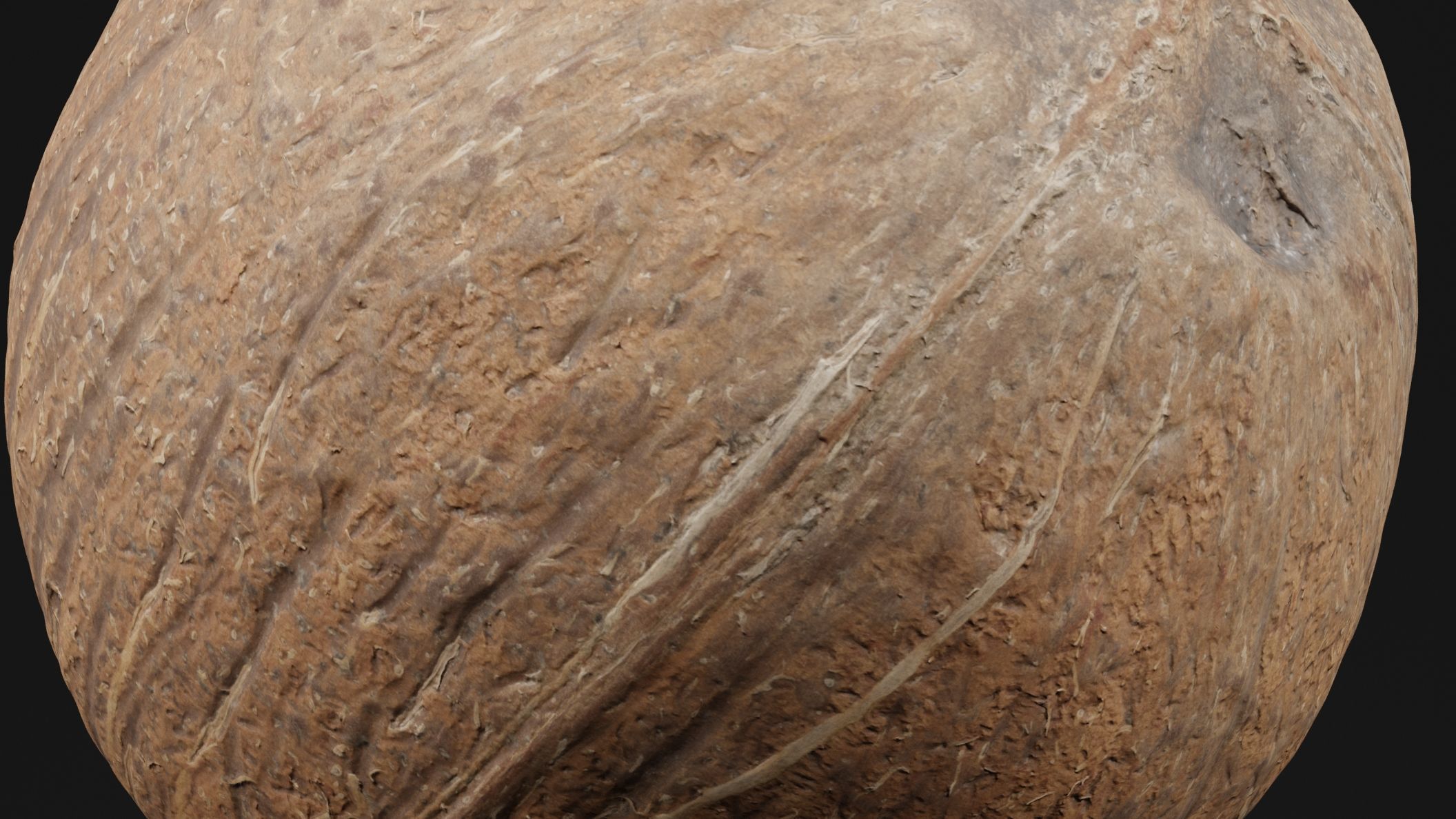 Coconut 2 3D model_2