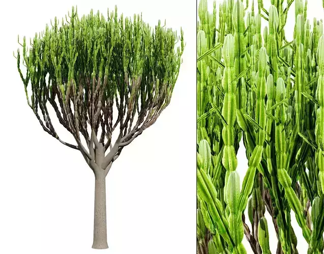 Euphorbia ingens 3D Model Low-poly 3D model