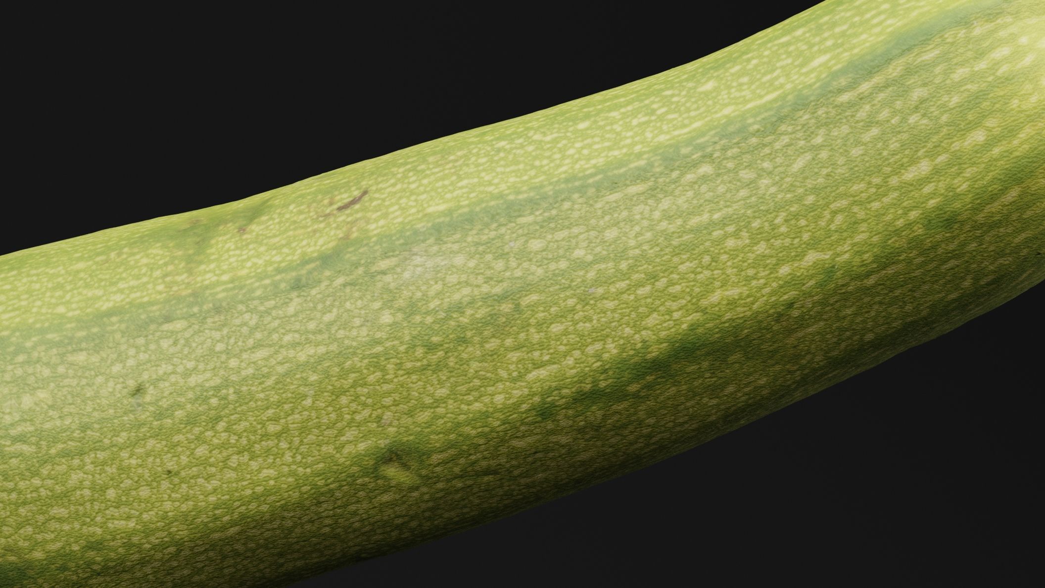 Luffa Acutangula 3D model_2