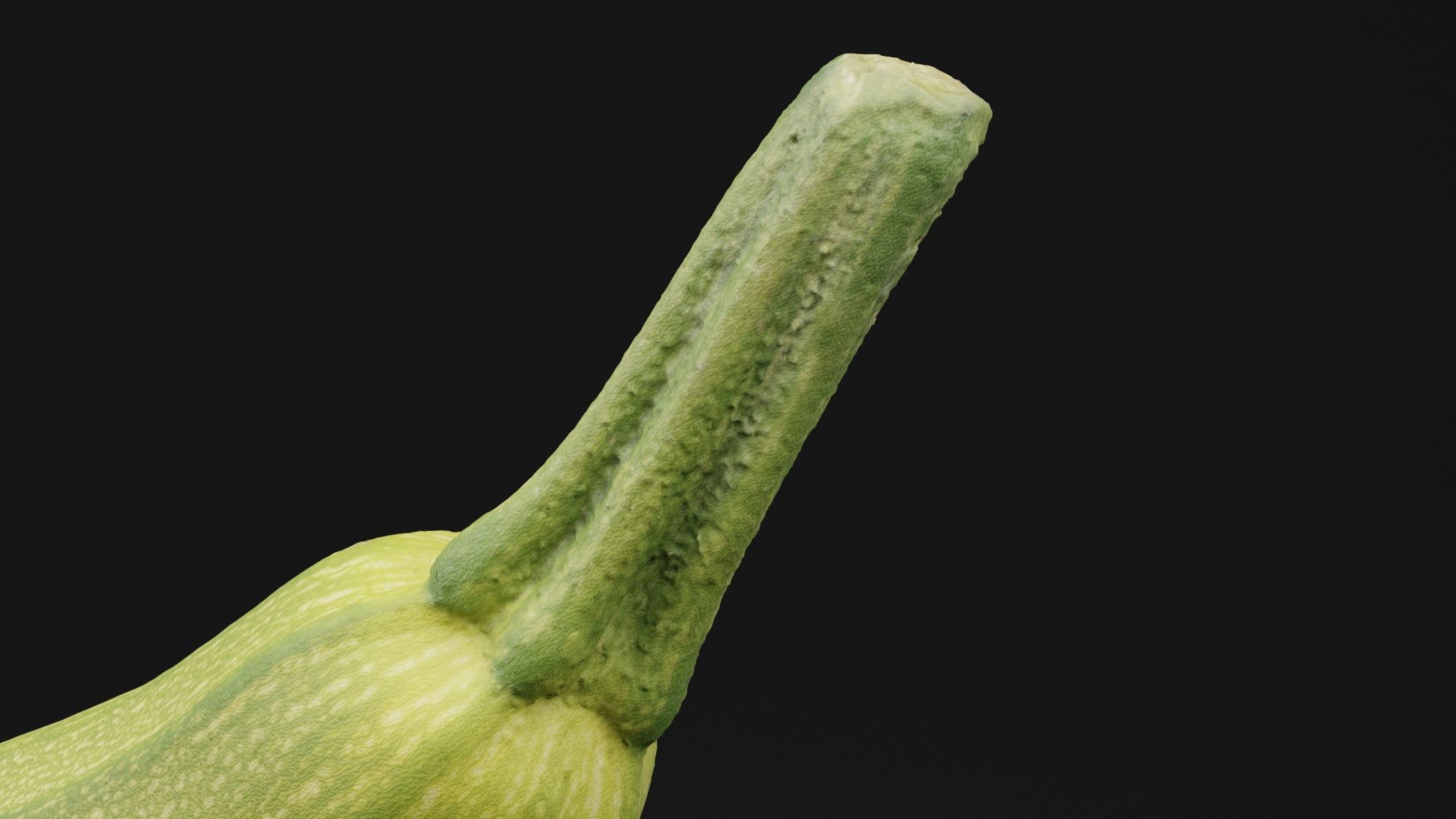 Luffa Acutangula 3D model_1