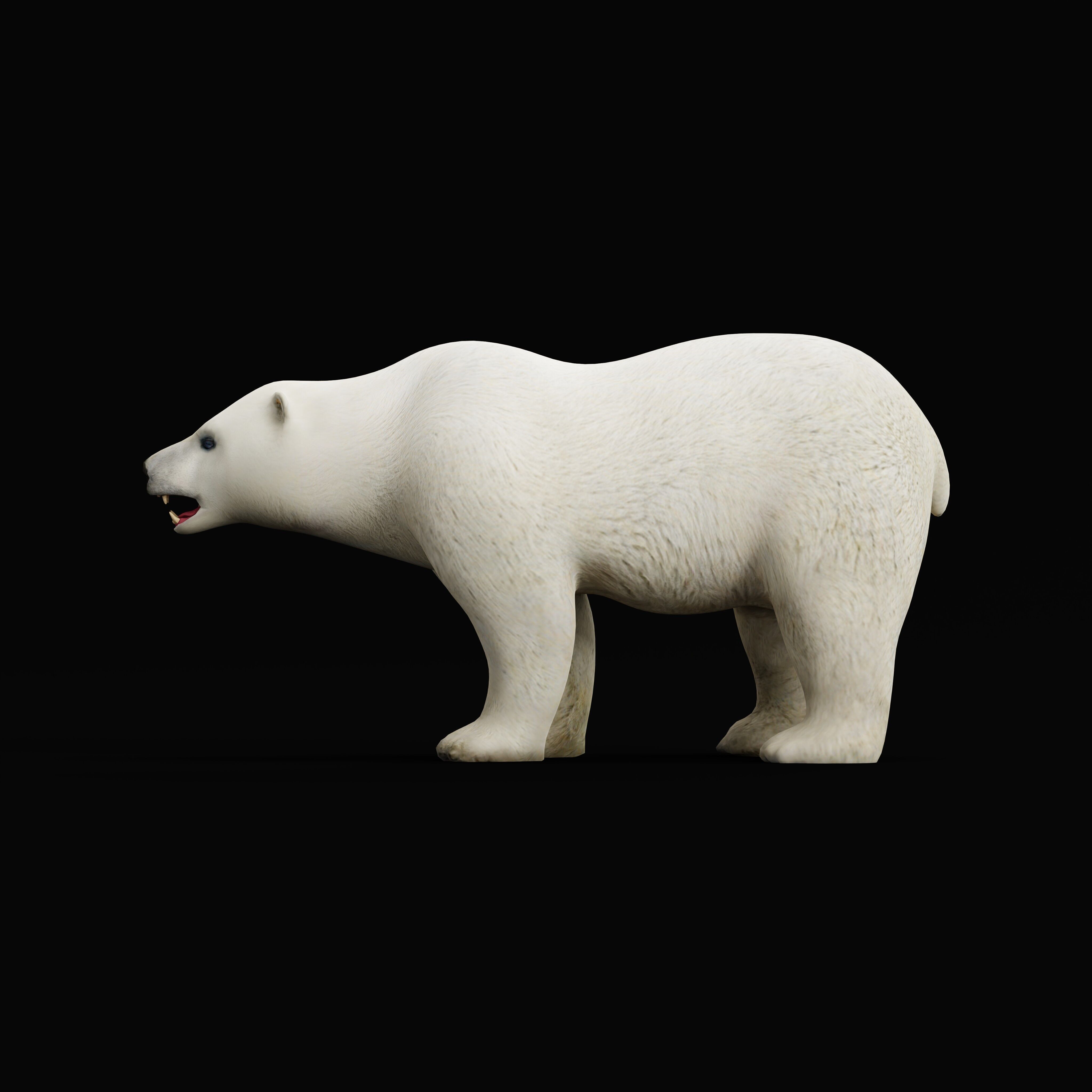 Polar Bear Low-poly 3D model_32