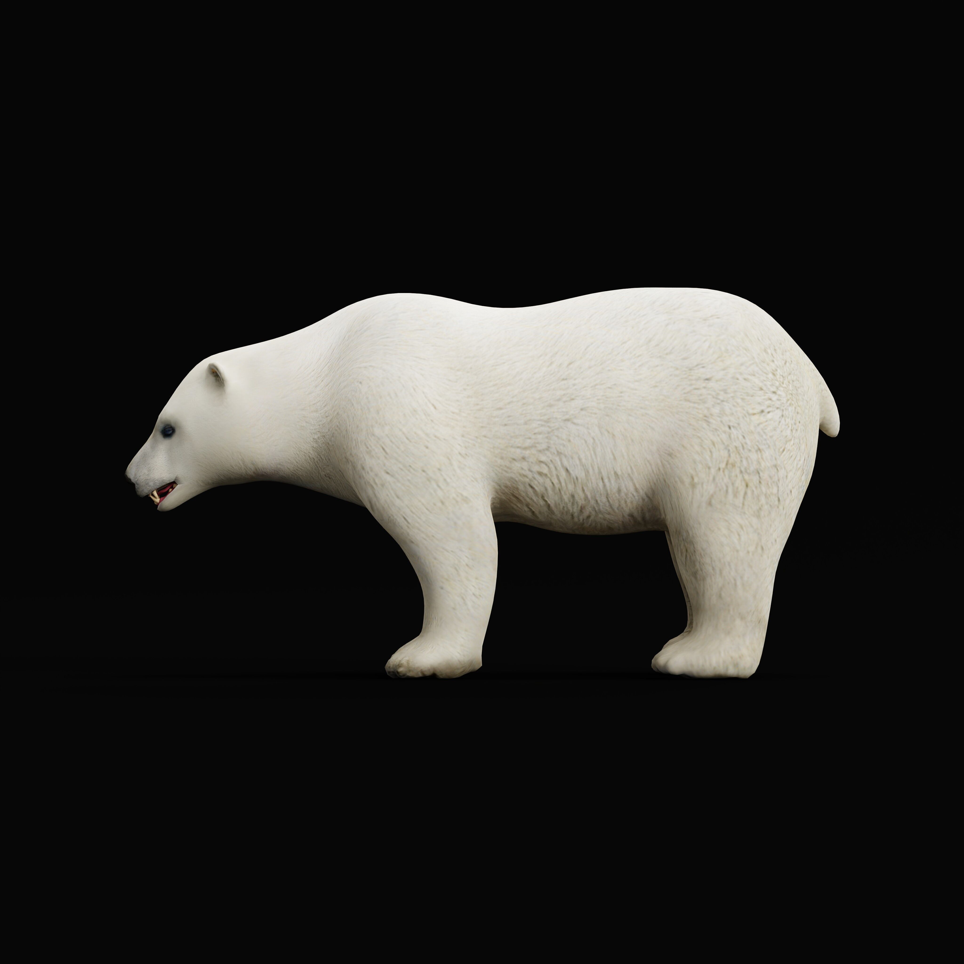 Polar Bear Low-poly 3D model_35