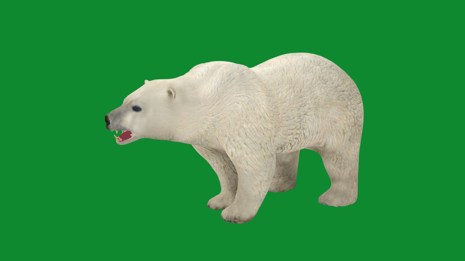 Polar Bear Low-poly 3D model_18