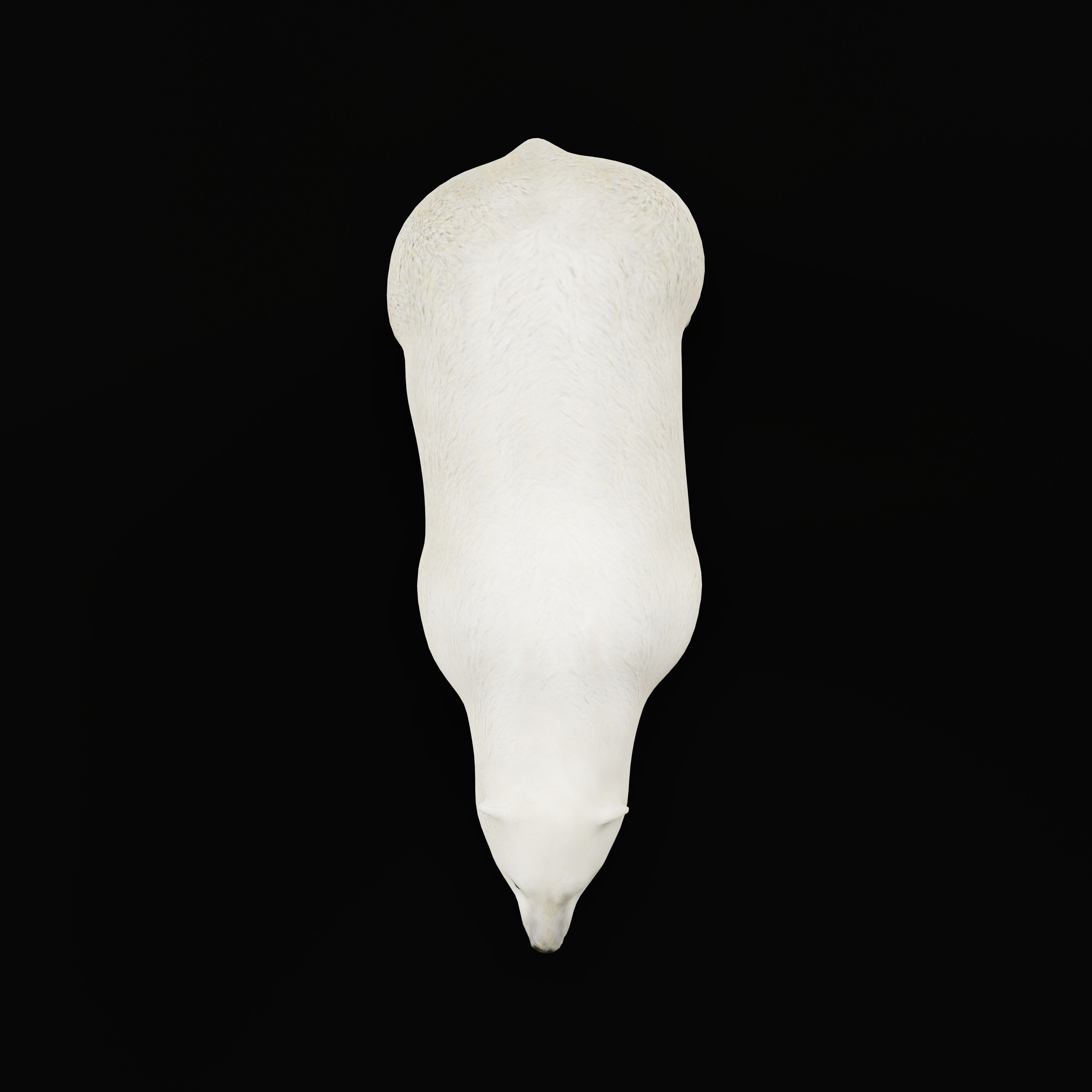 Polar Bear Low-poly 3D model_33