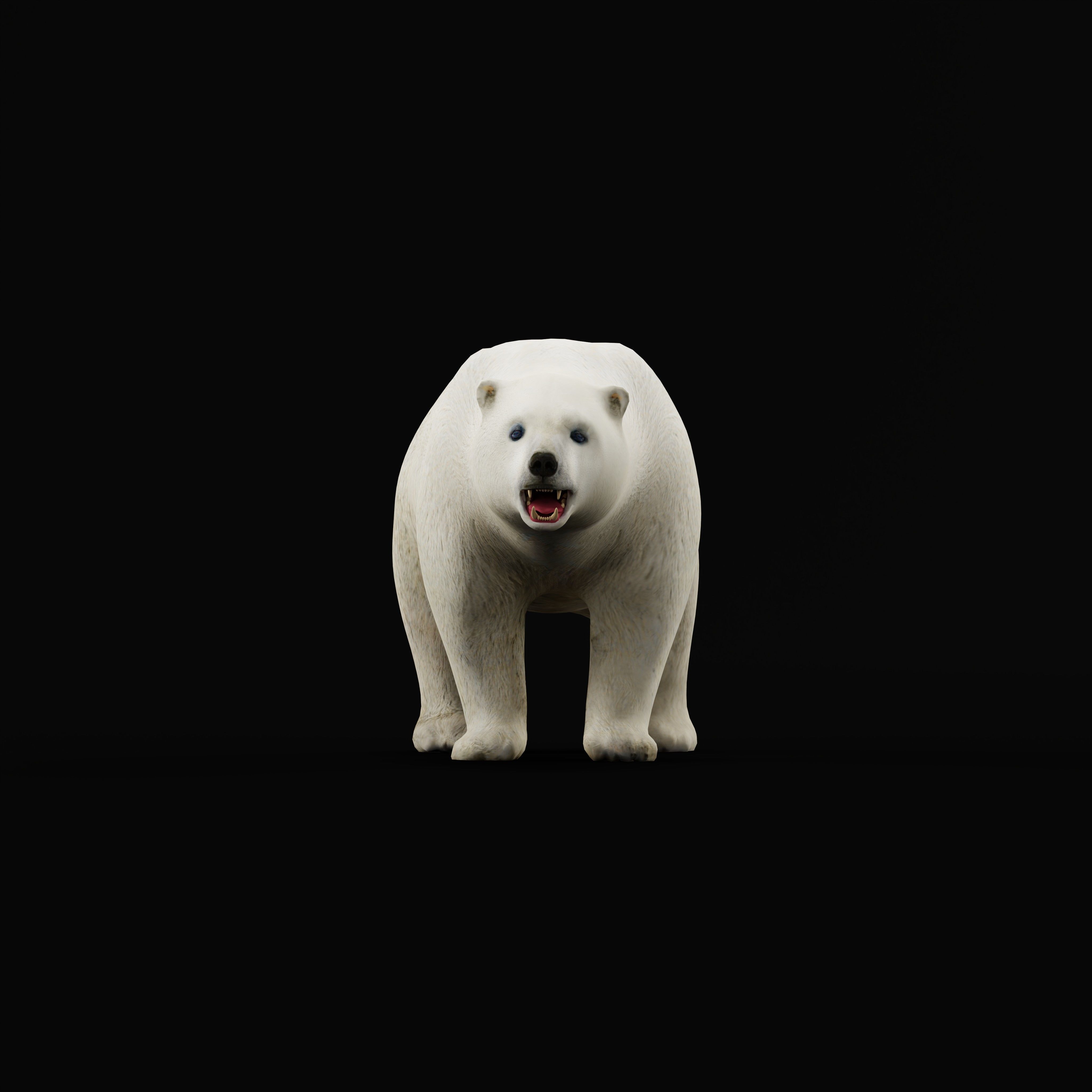 Polar Bear Low-poly 3D model_31