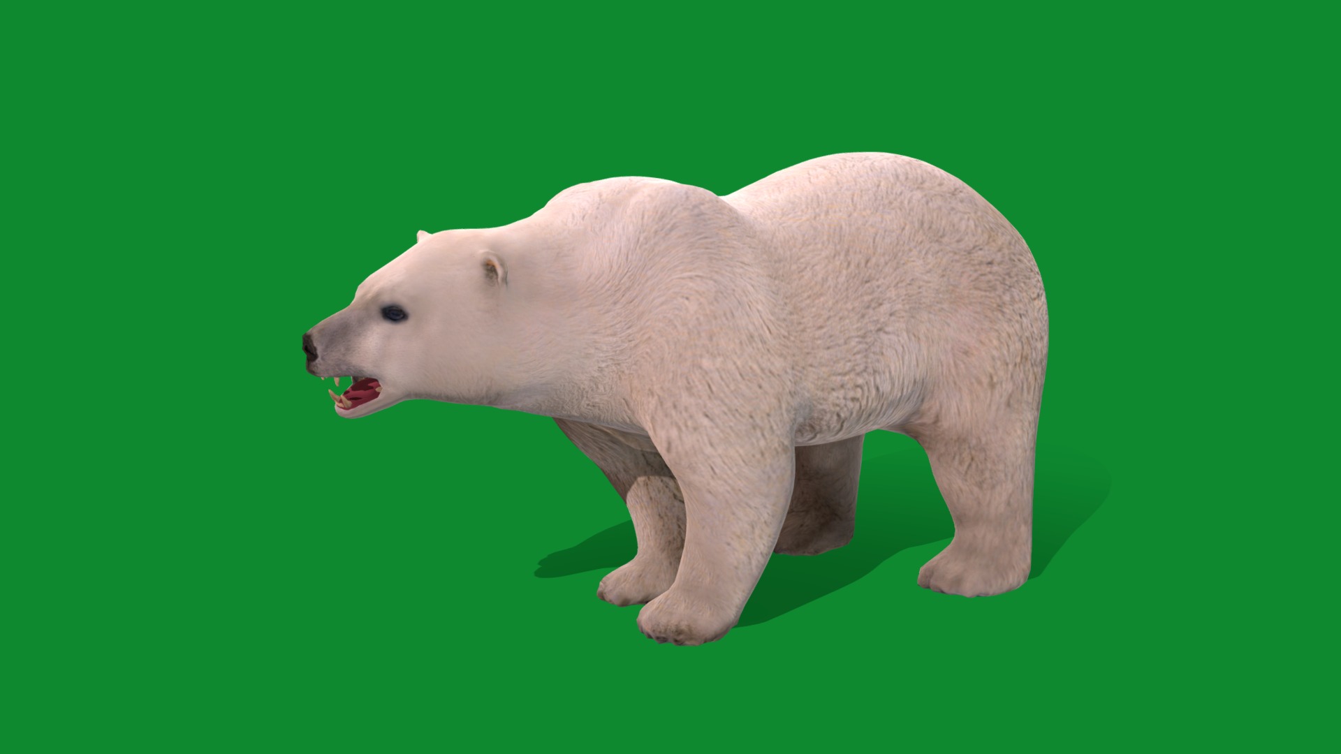 Polar Bear Low-poly 3D model_17
