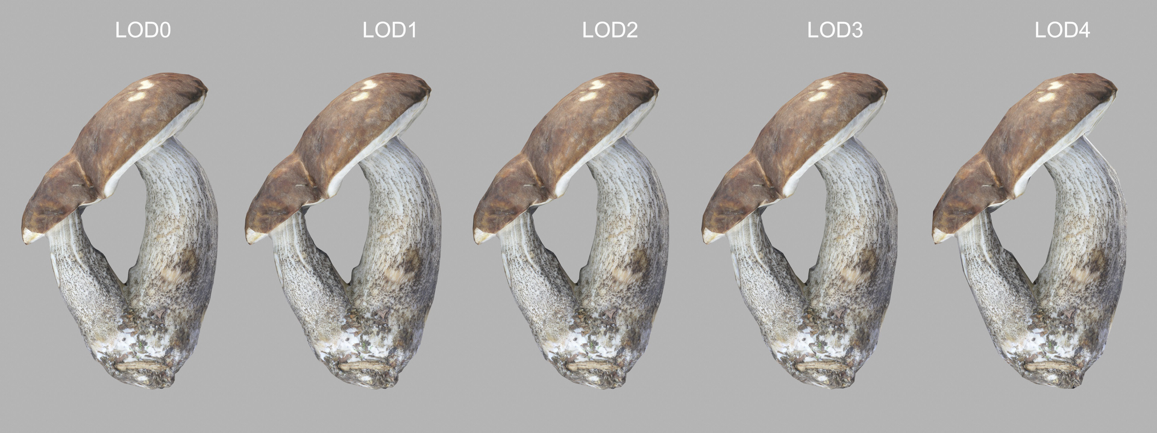 Leccinum scabrum 01 Low-poly 3D model_2