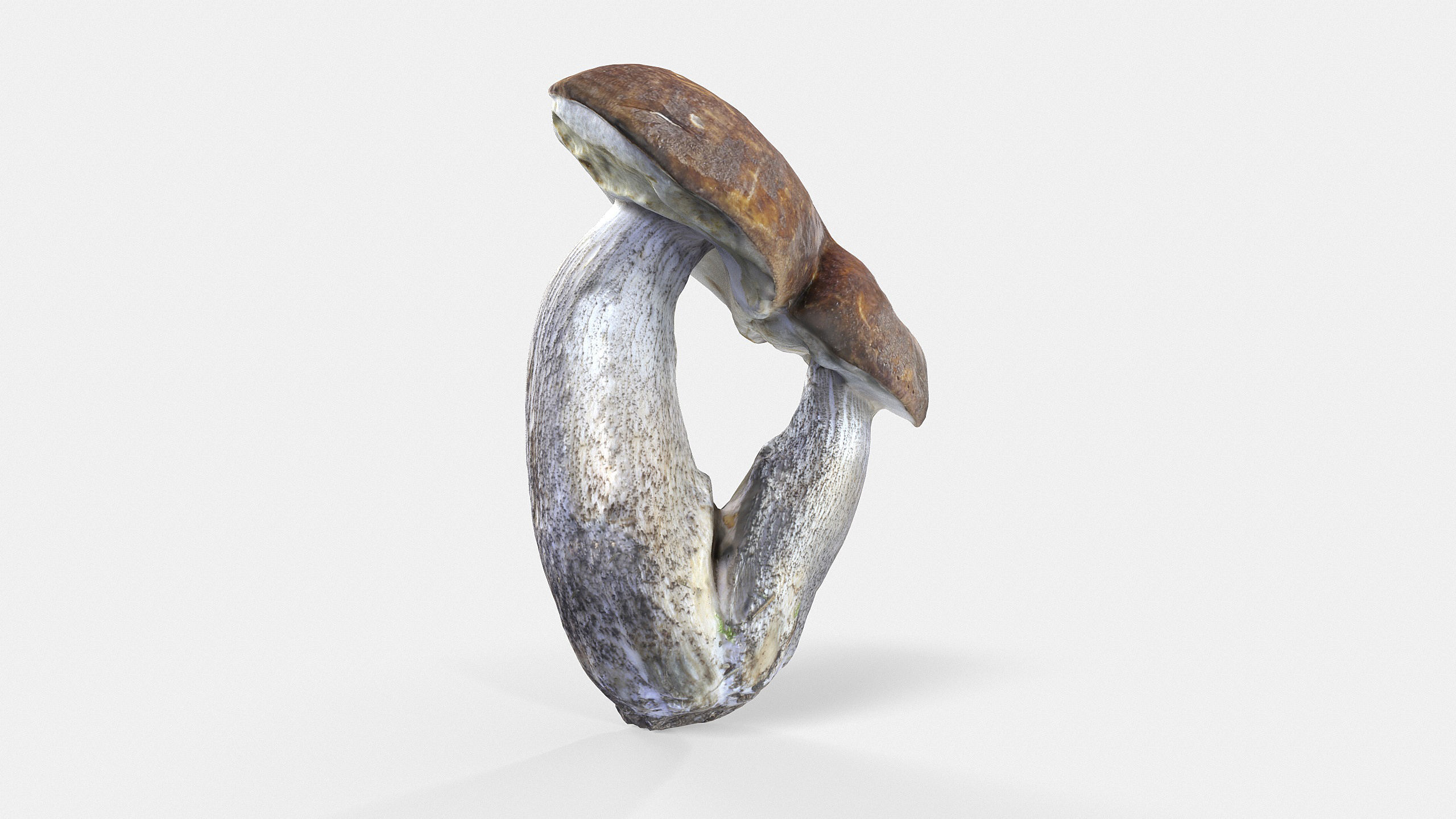 Leccinum scabrum 01 Low-poly 3D model_6