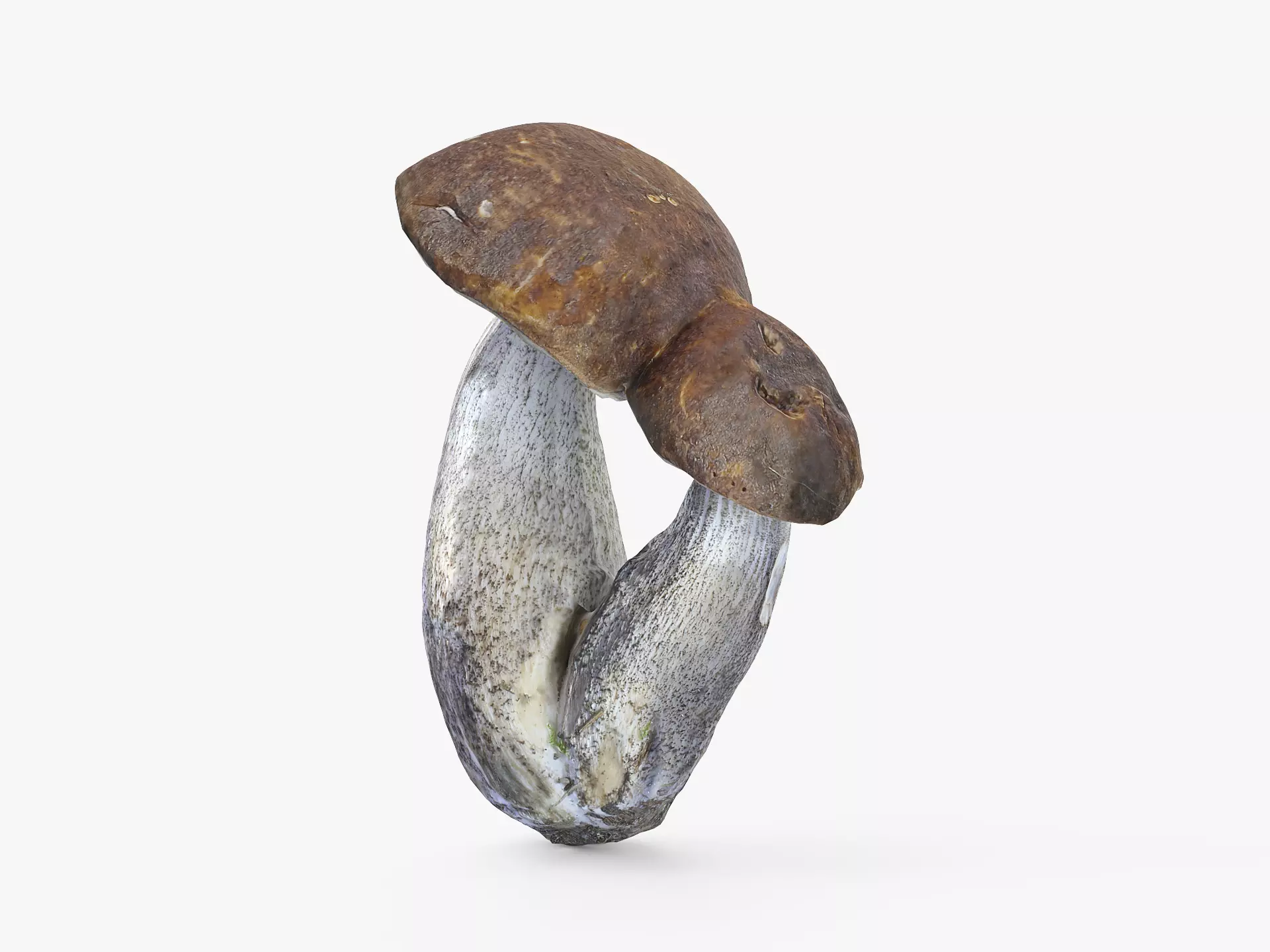 Leccinum scabrum 01 Low-poly 3D model_0