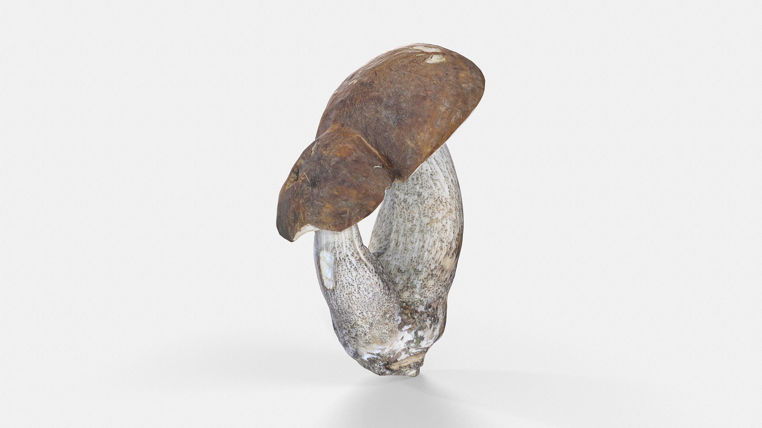 Leccinum scabrum 01 Low-poly 3D model_9