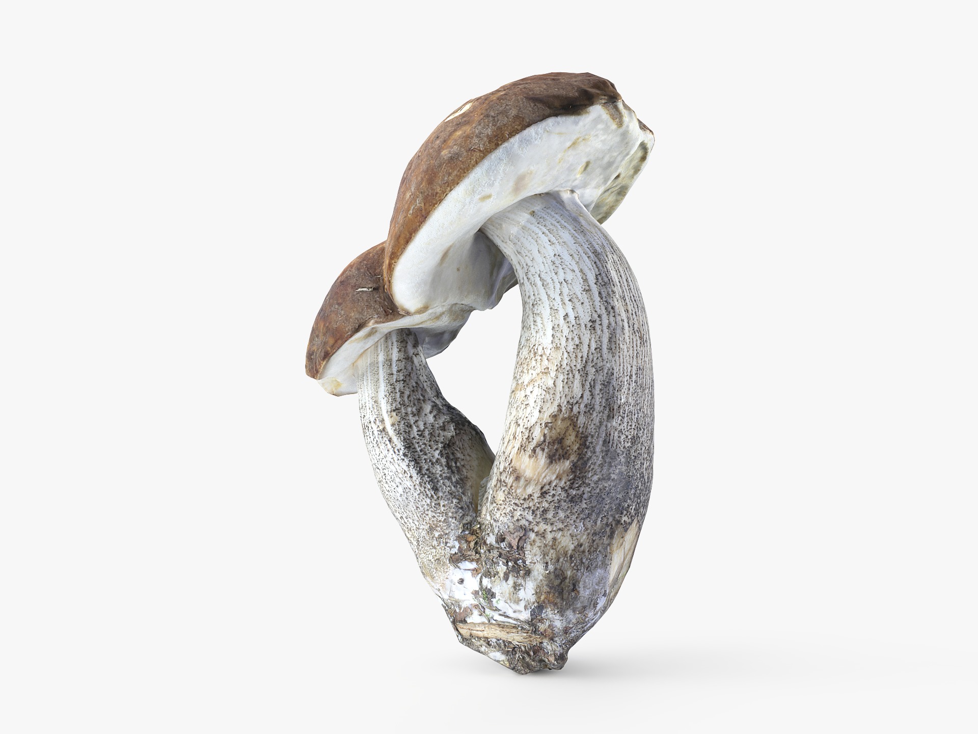 Leccinum scabrum 01 Low-poly 3D model_3