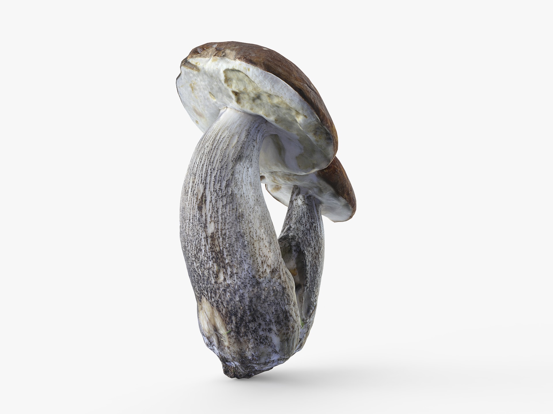 Leccinum scabrum 01 Low-poly 3D model_5