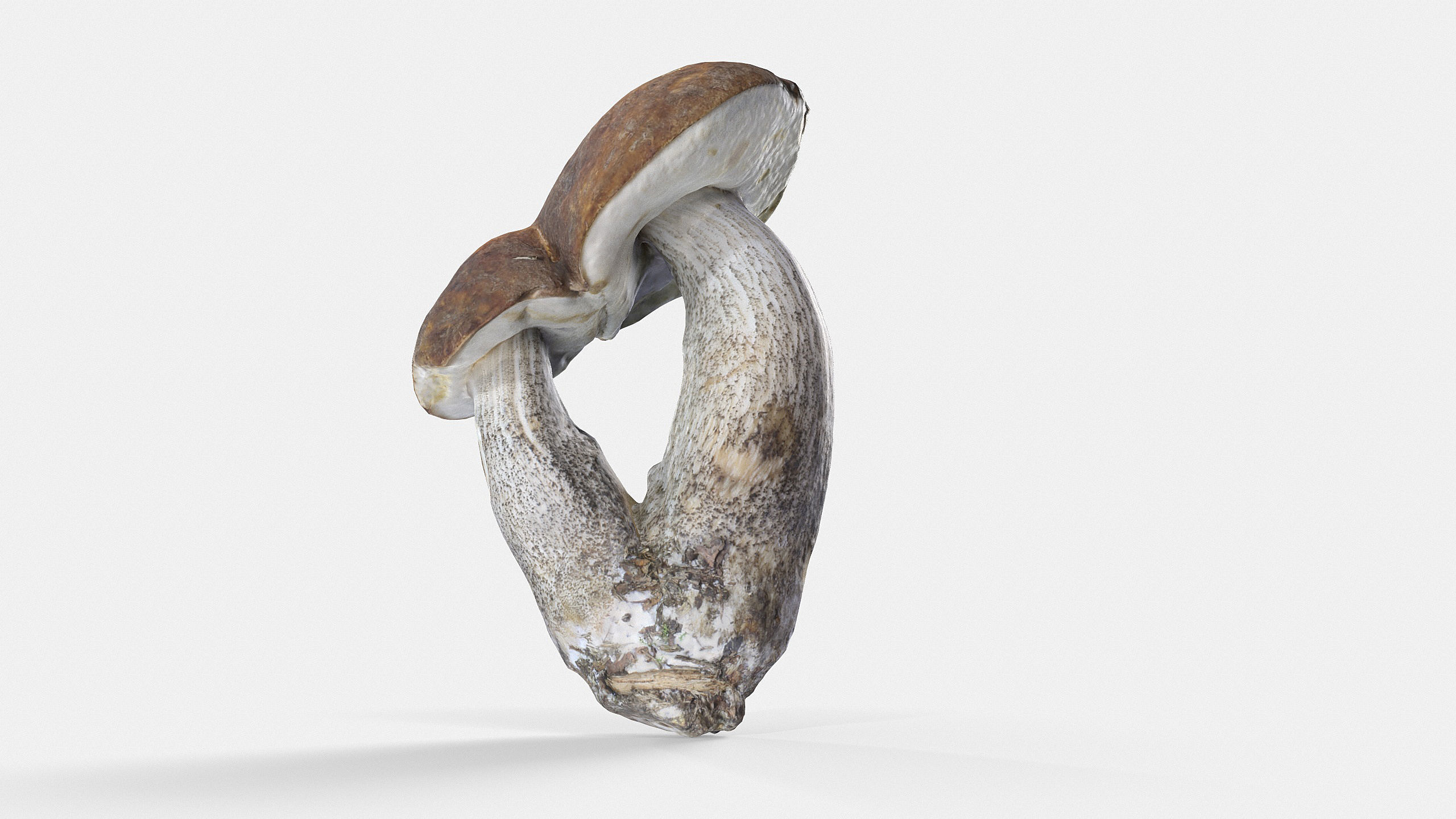 Leccinum scabrum 01 Low-poly 3D model_7