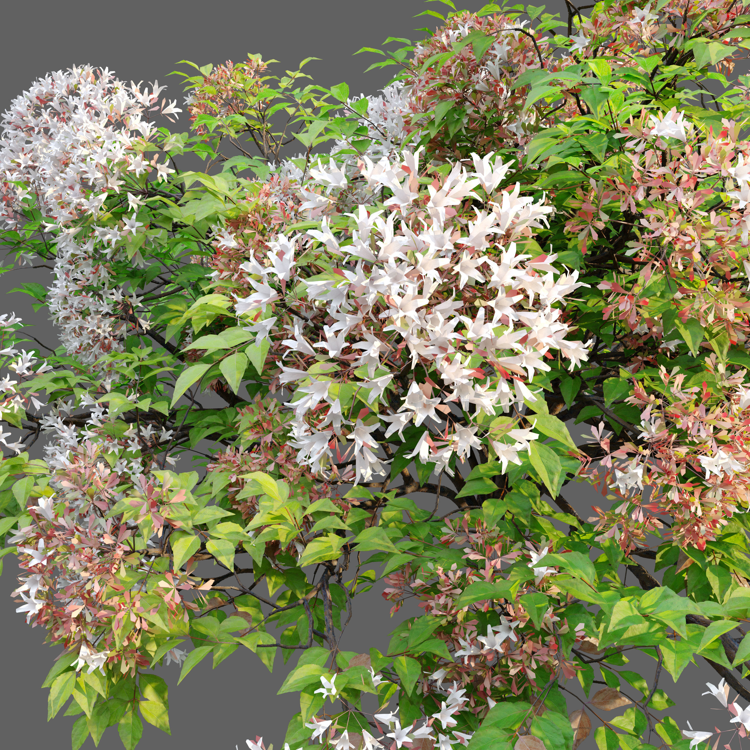 Glossy Abelia 3D model_2
