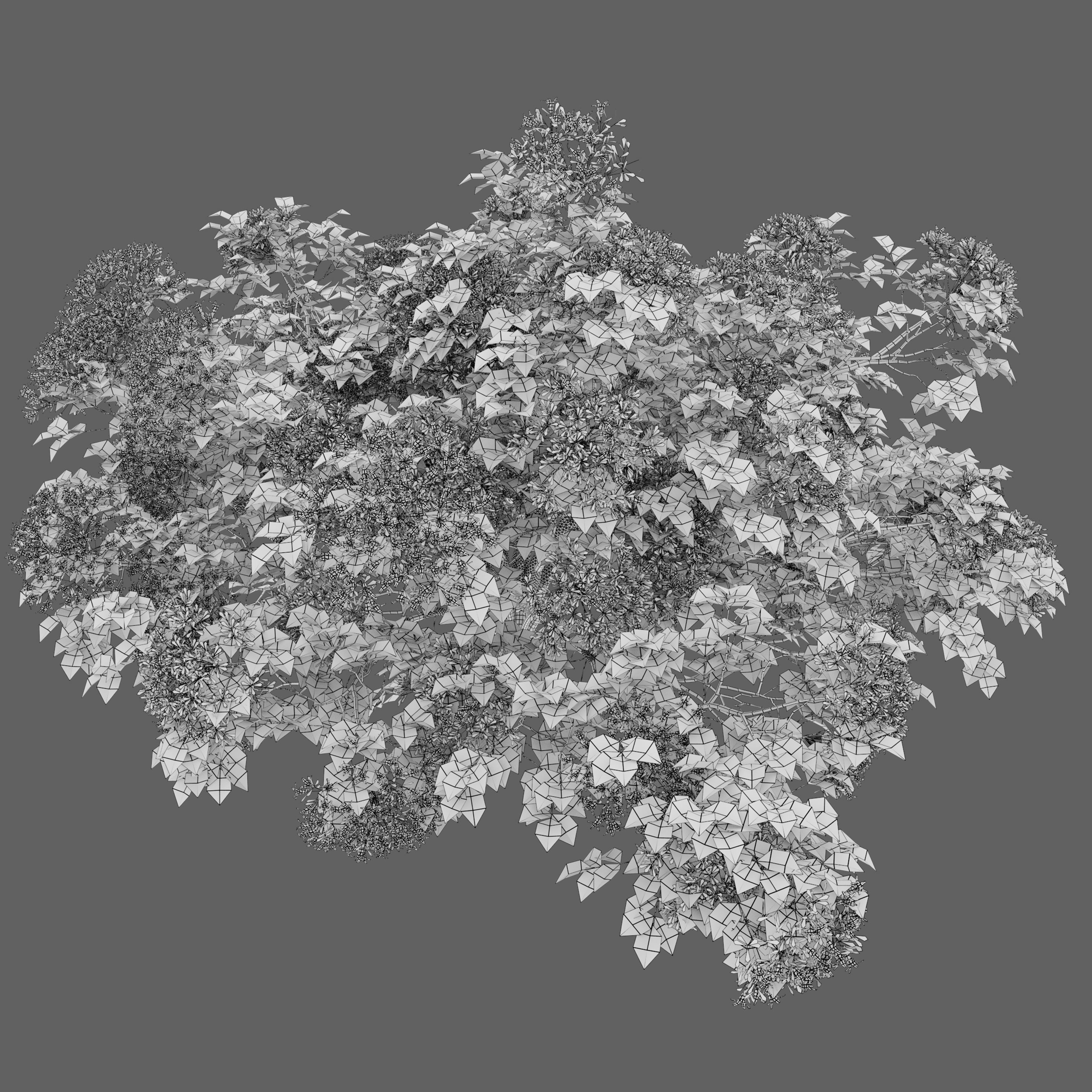 Glossy Abelia 3D model_3