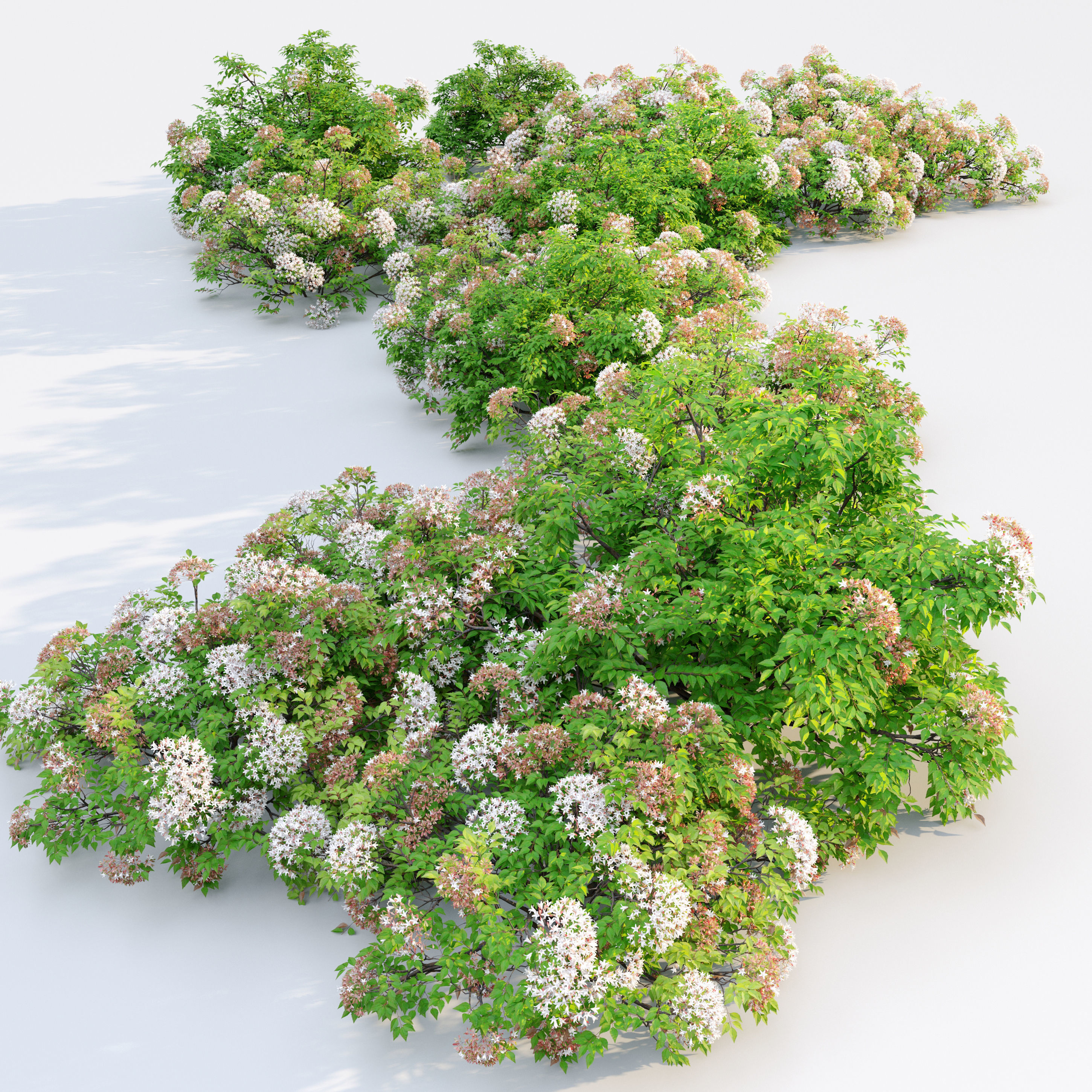 Glossy Abelia 3D model_1