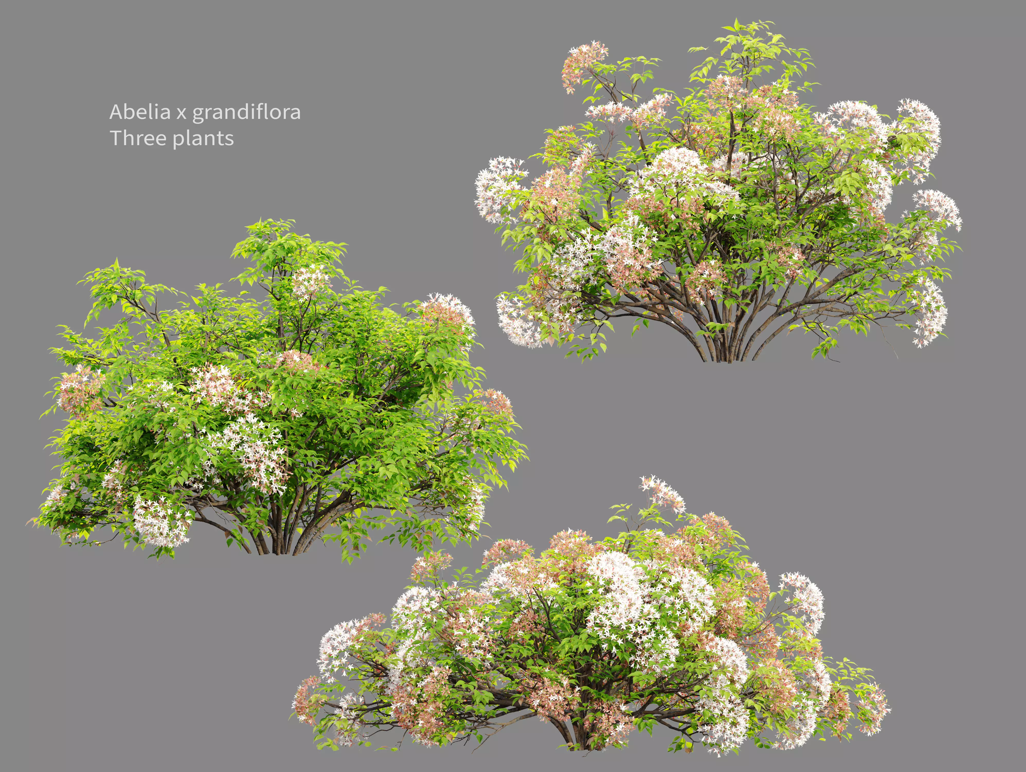 Glossy Abelia 3D model_0