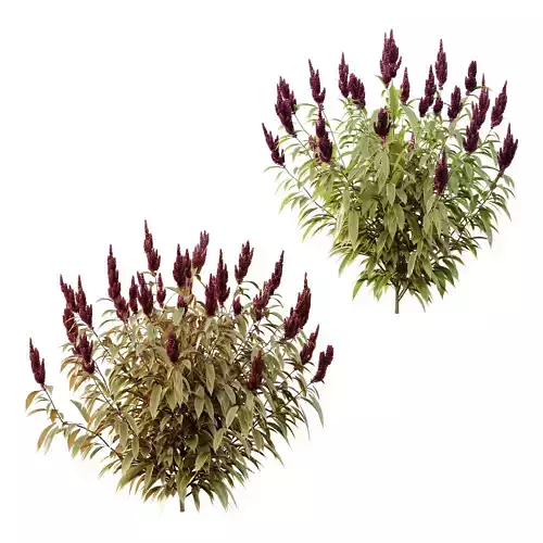 Set of Plant Princes Feather06 Amaranthus hypochondriacus