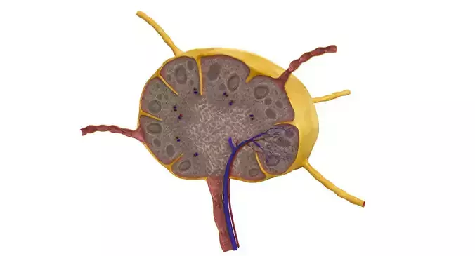 Lymph Node 3D model