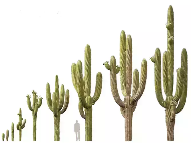 HighpolyLow Poly - Carnegiea gigantea - Giant Saguaro Low-poly 3D model