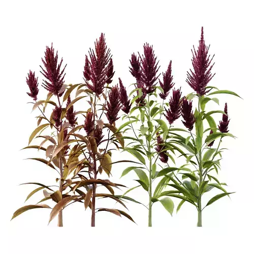 Set of Plant Princes Feather07 Amaranthus hypochondriacus