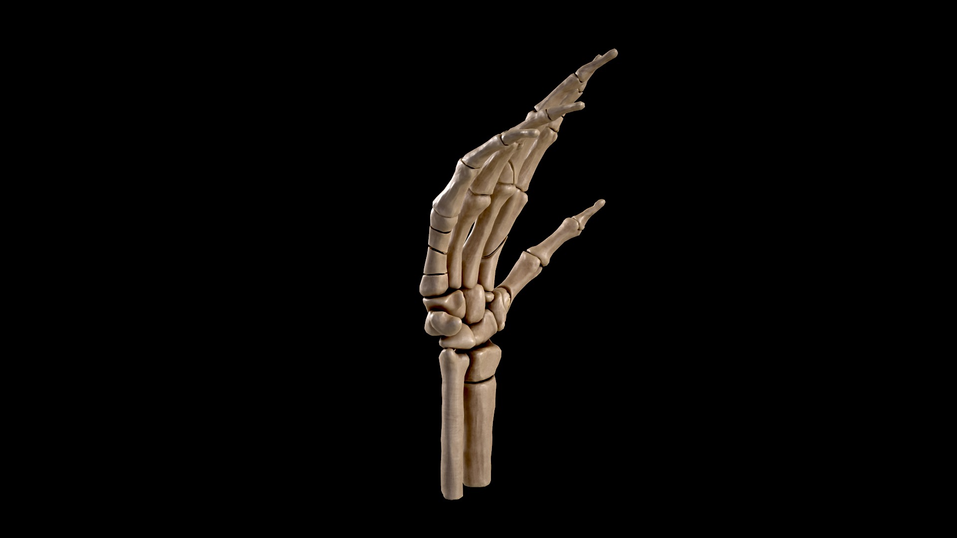 Anatomy of a hand fractures Low-poly 3D model_4