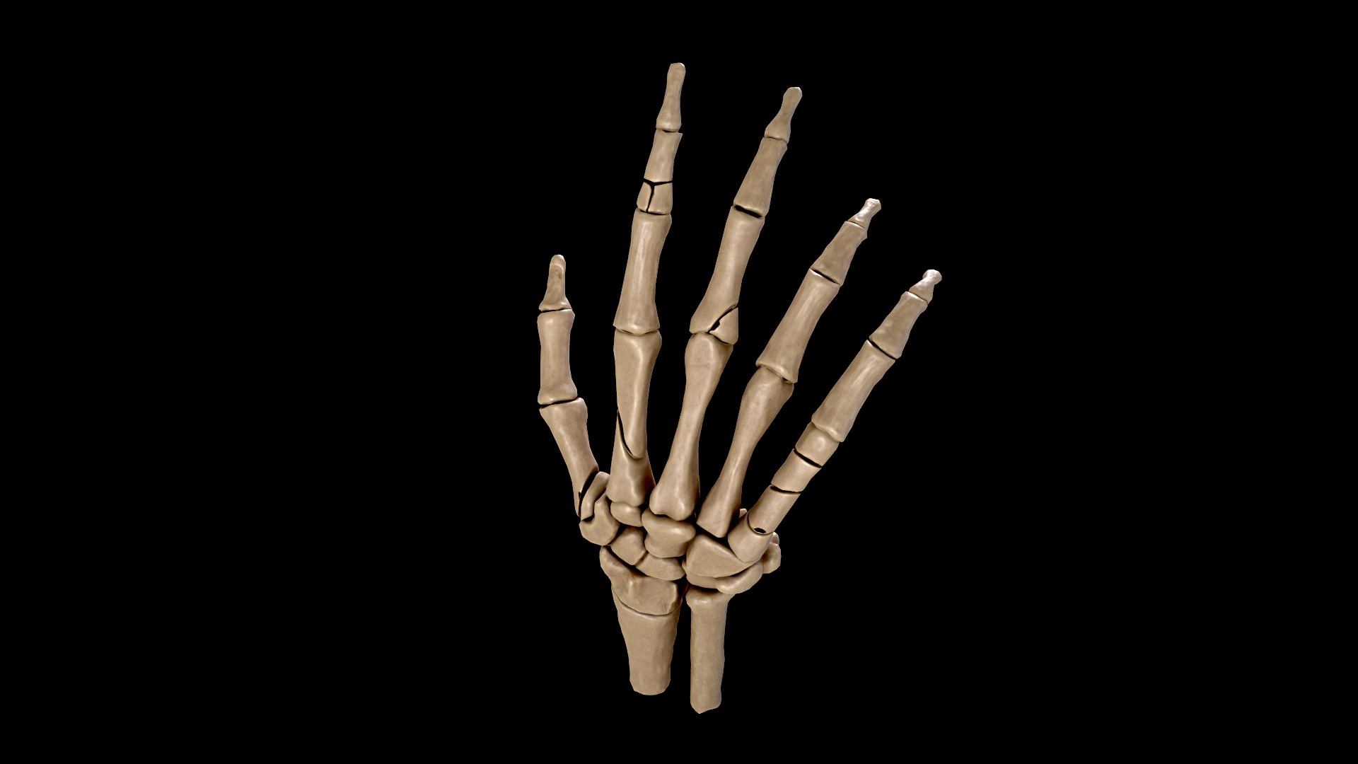 Anatomy of a hand fractures Low-poly 3D model_5