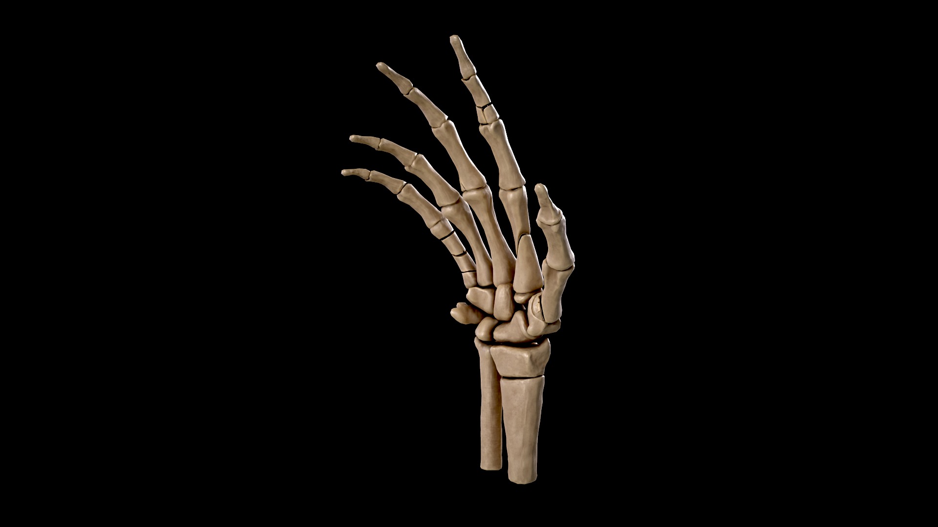 Anatomy of a hand fractures Low-poly 3D model_2